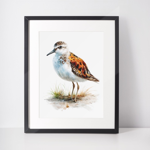 Watercolor Sandpiper Bird Portrait Wall Art Print, Unframed - Coastal Serenity - Picture 3 of 7